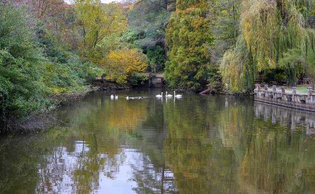 Wald und See im Herbst