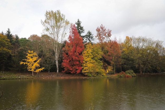 Wald und See im Herbst