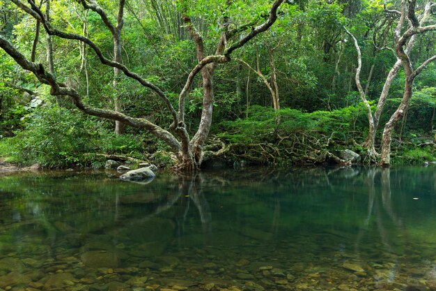 Wald und Teich