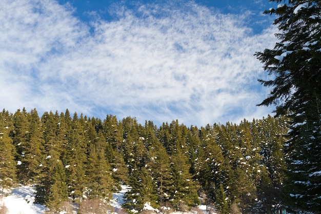 Wald und Wolken von Abant Bolu Türkei