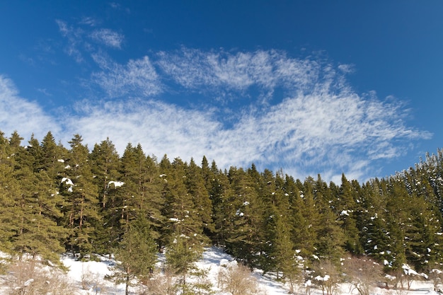 Wald und Wolken von Abant Bolu Türkei