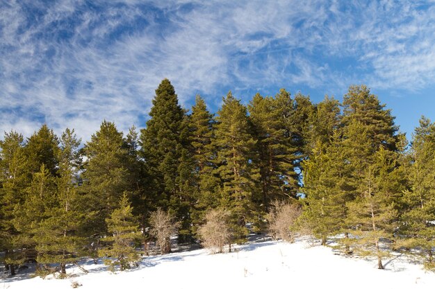 Wald und Wolken von Abant Bolu Türkei