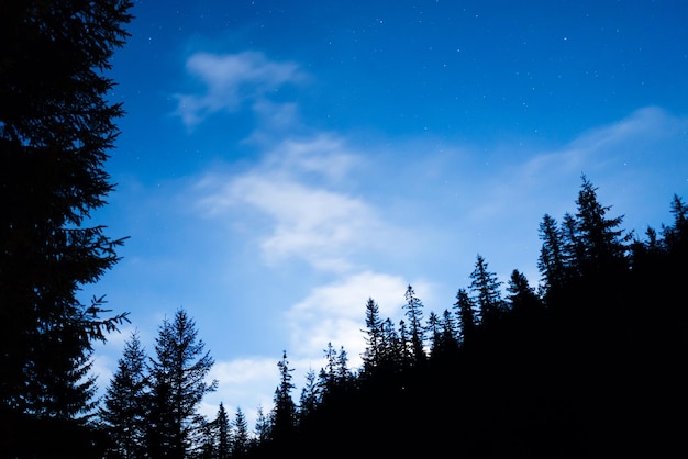 Wald unter Nachthimmel mit Sternen