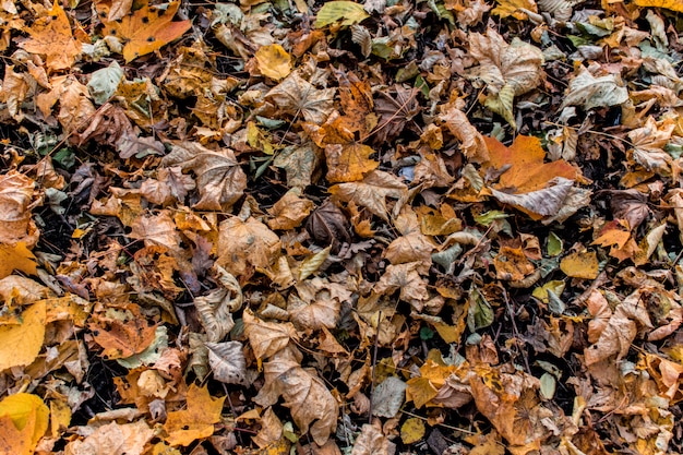 Wald verlässt Beschaffenheitshintergrund-Hintergrundherbst