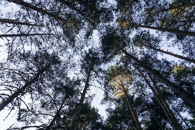 Wald vom Boden