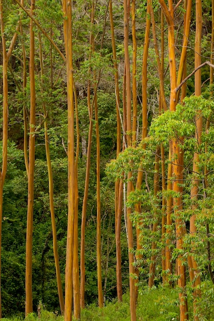 Wald von Eukalyptusbäumen Provinz Chiriqui Panama Mittelamerika