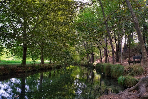 Wald von großen Bäumen im Herbst