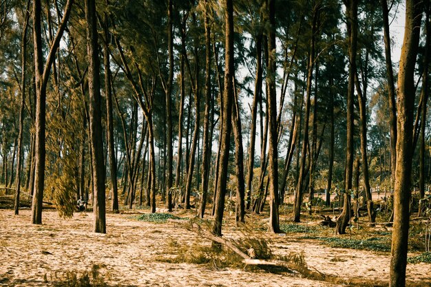 Wald von hohen dünnen Bäumen Indien