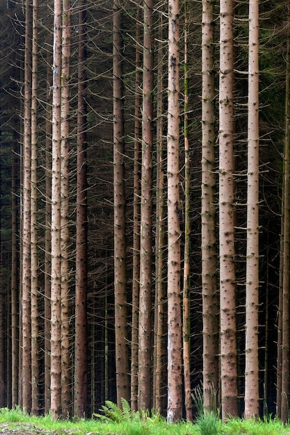 Wald von Kiefern Schottland