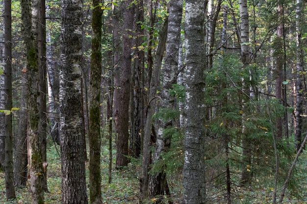 Wald von Mischholzarten. Laub- und Nadelbaumstämme im Herbst