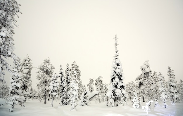 Wald Winter bei Nacht