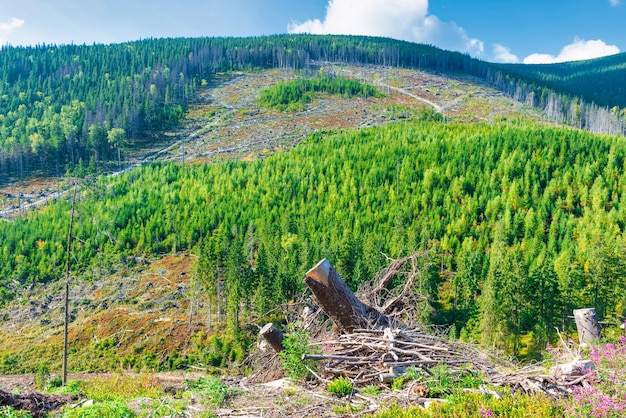 Waldabholzung schnitt Baum