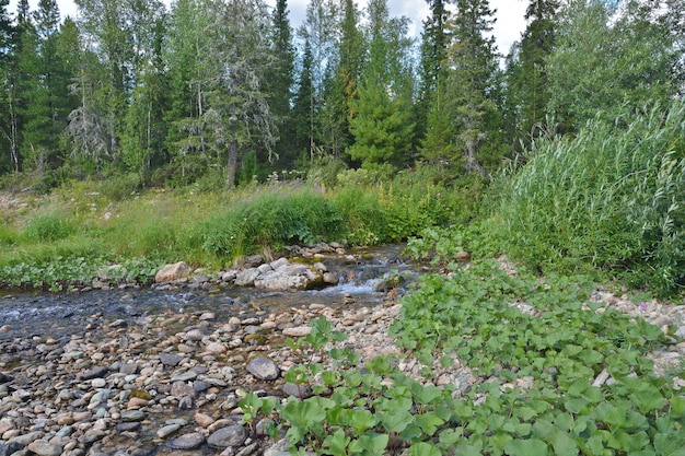 Waldbach im Nationalpark Yugyd VA