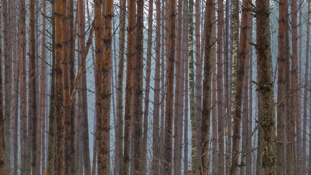 Waldbäume Hintergrund