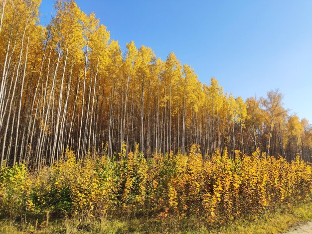 Waldbäume im Herbst und blauer Himmel Herbstliche Waldlandschaft