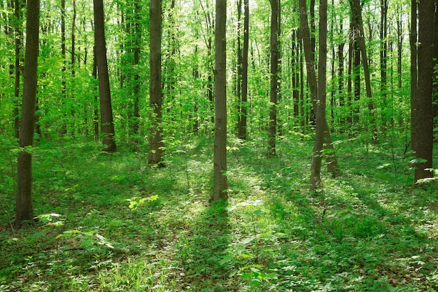 Waldbäume Natur grün Holz Sonnenlicht Hintergründe