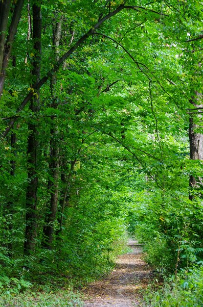 Foto waldbäume natur grün holz sonnenlicht hintergründe