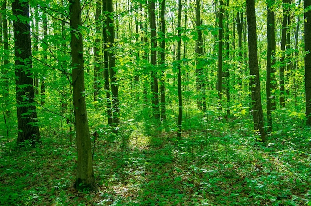 Waldbäume Natur grün Holz Sonnenlicht Hintergründe