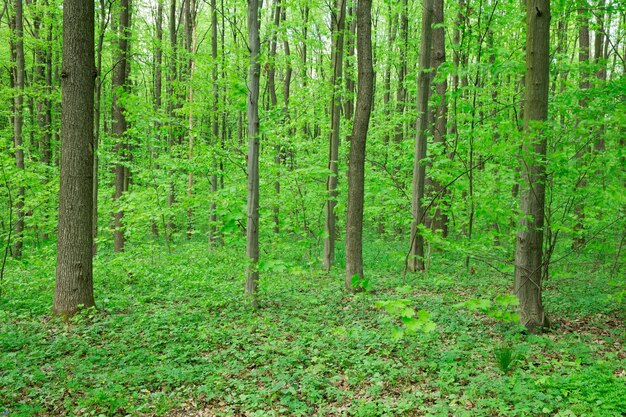 Waldbäume Natur grün Holz Sonnenlicht Hintergründe