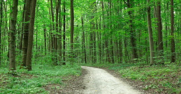 Waldbäume Natur grün Holz Sonnenlicht Hintergründe