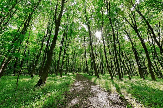 Waldbäume Natur grün Holz Sonnenlicht Hintergründe