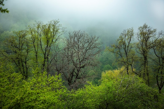 Waldbäume Natur grüner Baum