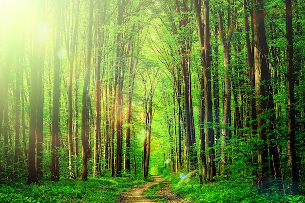 Waldbäume. Natur grünes Holz Sonnenlicht Hintergründe. Himmel