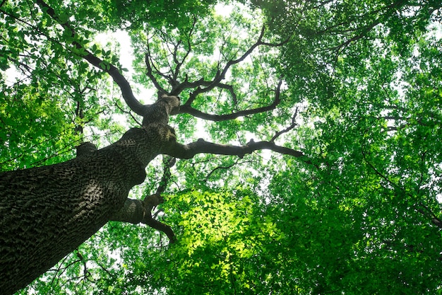 Waldbäume. Natur grünes Holz Sonnenlicht Hintergründe