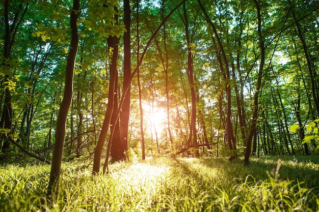 Foto waldbäume. natur grünes holz sonnenlicht hintergründe.