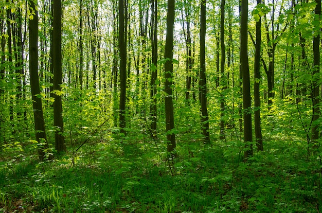 Waldbäume. Natur grünes Holz Sonnenlicht