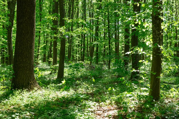 Waldbäume. Natur grünes Holz Sonnenlicht