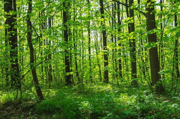 Waldbäume. Natur grünes Holz Sonnenlicht