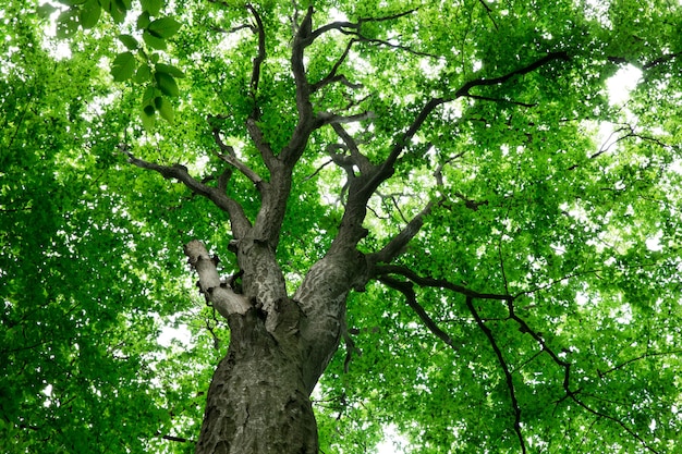 Waldbäume. Natur grünes Holz Sonnenlicht