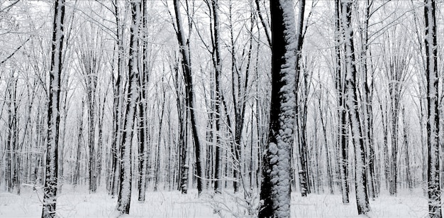 Waldbäume. Natur Schnee Holz Hintergründe. Panorama