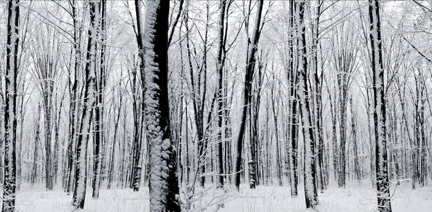 Waldbäume. Natur Schnee Holz Hintergründe. Panorama