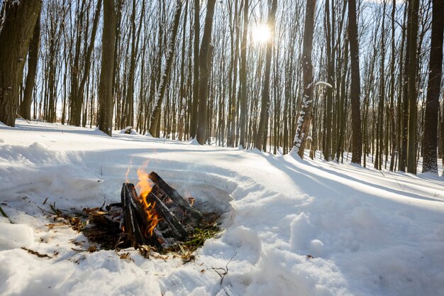 Waldbäume. Natur Schnee Holz Hintergründe. Winter Frühling