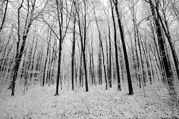 Waldbäume. Natur Schnee Holz Hintergründe. Winter