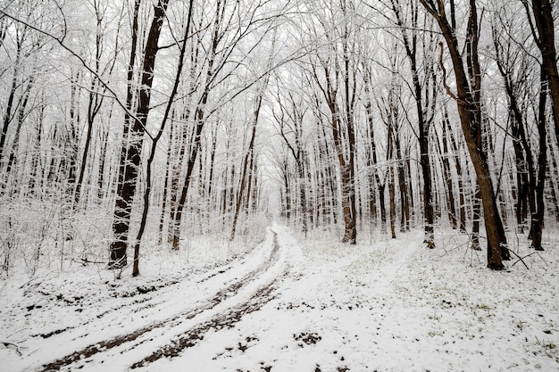 Waldbäume. Natur Schnee Holz Hintergründe. Winter