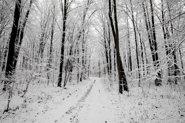 Waldbäume. Natur Schnee Holz Hintergründe. Winter