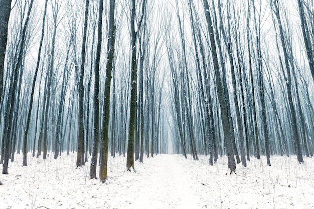 Waldbäume Natur Schnee Holz Hintergründe