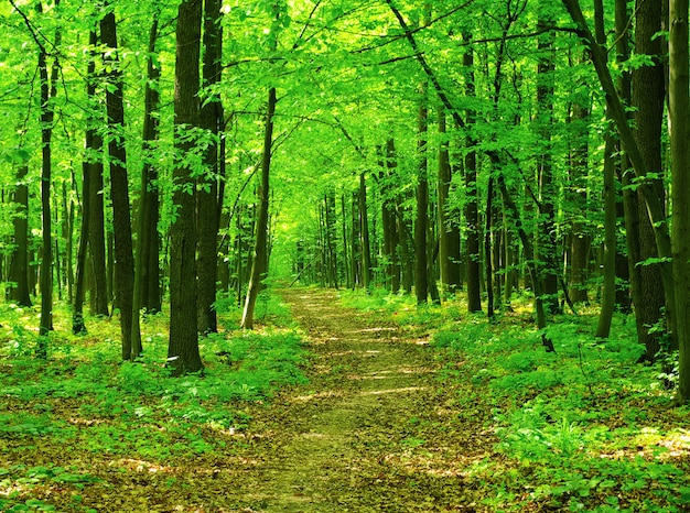 Waldbäume. Naturgrüne Wälder