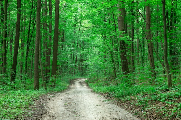 Waldbäume und Feldweg