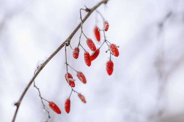 Waldbeeren der Berberitze Zweig bedeckt Raureif Nahaufnahme verschneiten Winter