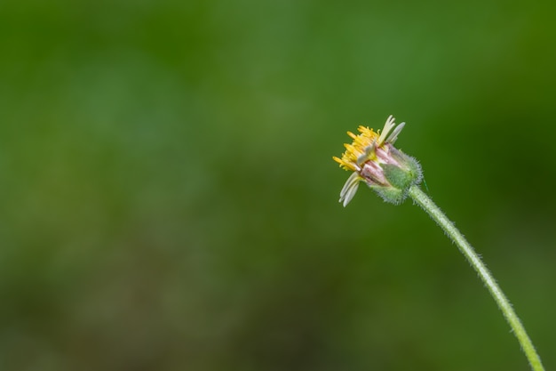 Waldblume