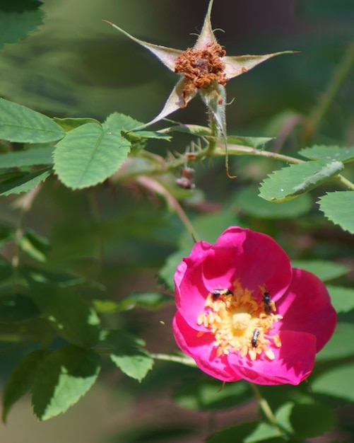 Waldblumen aus nächster Nähe