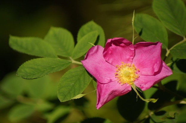 Waldblumen aus nächster Nähe