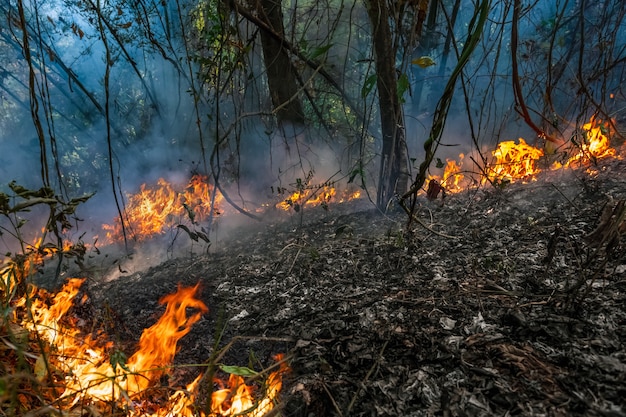 Waldbrand brennt hauptsächlich als Oberflächenbrand und breitet sich über den Boden aus