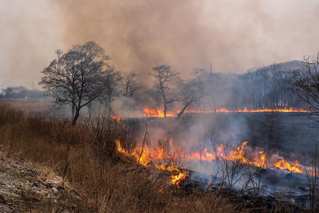 Waldbrand Feuer im Wald, trockenes Gras und Bäume brennen Foto in hoher Qualität