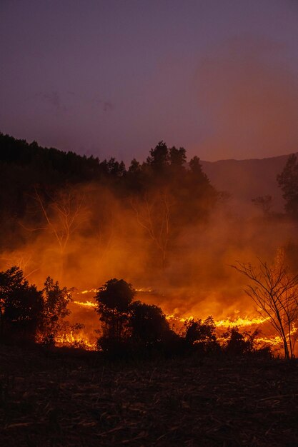 Waldbrand in der Nacht