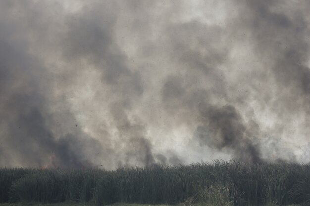 Waldbrand in der Natur.